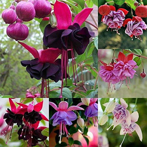100 Pcs Mixed Colors Dianthus Sweet William Bonsai Flower Seeds DIY Home Garden